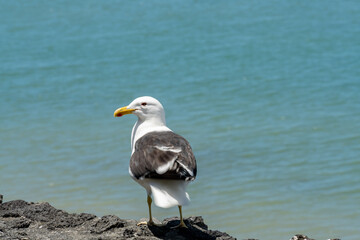 a seagull at the sea