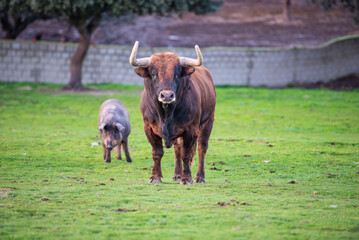 The country of Salamanca, Spain, the called "campo charro", holm oaks, acorns, Iberian pigs and bulls