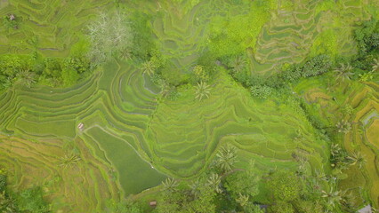 Aerial view of Tegalalang Green Terrace Field in Ubud, Bali