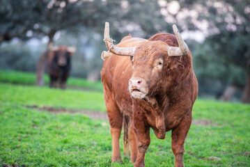 The country of Salamanca, Spain, the called 