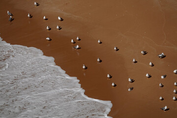 Mittelmeermöwen am Strand