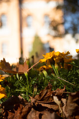 autumn leaves in the park