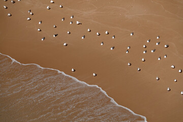 Mittelmeermöwen am Strand