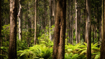 Obraz premium Melbourne Forest Trail