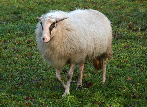 A sheep with a thick coat walks in a meadow in winter. It is a special breed from this area with a long tail, called Landrace of Bentheim