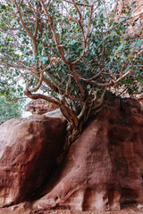 Tree growing out of a rock in the Wadi Rum desert landscape in Jordan