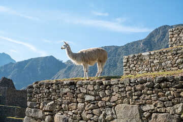 Naklejka premium Lama au pelage clair perché sur un mur au Machu Picchu