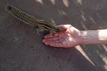 Écureuil à rayures d'Inde (Funambulus pennantii) venant manger dans la main