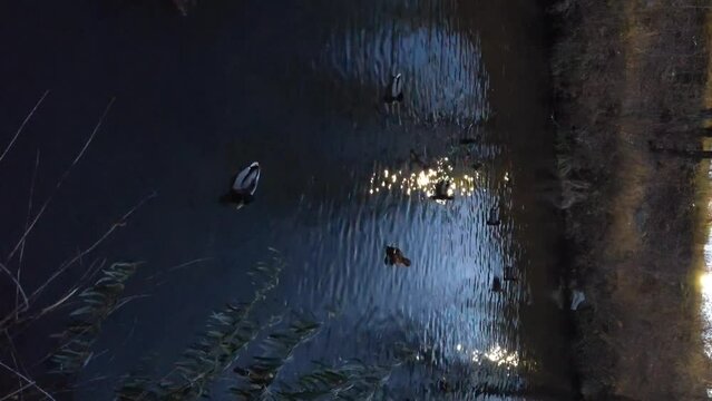 Video of ducks floating on the river. Twilight, warm weather, ducks in the rays of light.