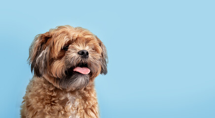 Happy Zuchon dog on blue background. Small fluffy brown dog panting with pink tongue out while looking at camera. 3 years old male Shichon, Shih Tzu-Bichon mix or fuzzy wuzzy puppy. Selective focus