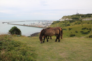  Wild horses at shoreline, England Great Britain