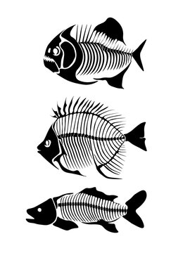 Vector Set With Fish Skeleton Isolated On A White Background.