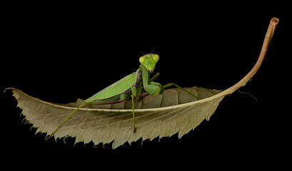 Large green praying mantis on a leaf close-up.
