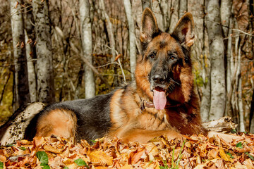 German shepherd dog breed in the autumn forest.