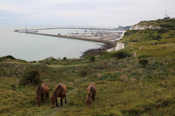 Wild Horses at White Cliffs of Dover, England Great Britain