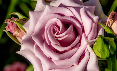 Beautiful large lilac rose on a clear day.