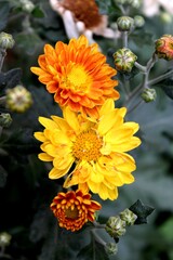 orange flower in the garden