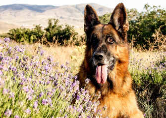 Portrait of a beautiful dog breed German Shepherd in lavender on a background of mountains.
