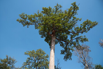 tree and blue sky in the forest
