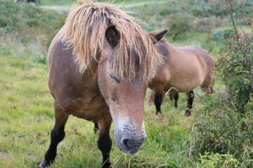 Brown horses in summer at White Cliffs of Dover, England Great Britain
