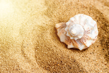 assorted mixed sea shells snail house on sands sunshine ocean background mock up free copy paste vacation travel trip concept summertime.seashells different shape and color various sized