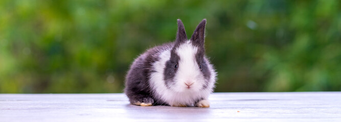 Healthy Lovely bunny easter fluffy brown rabbits, cute baby rabbit on green garden nature...
