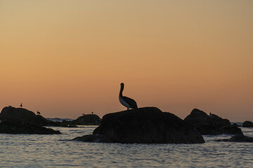 Pelicano atardecer en la playa