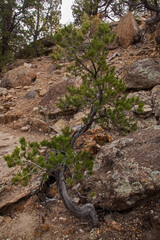 Limber Pine in Petrified Forest State Park 2281