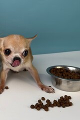 Hungry funny chihuahua with bowl of dry food, feeding puppy
