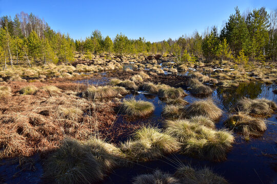 Soumarske Bog