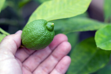 green lime lemon tree in pot with first harvest woman hand holding fruit.home plants growth concept tasty delicious lime for tequila drink healthy vitamin c eco bio 