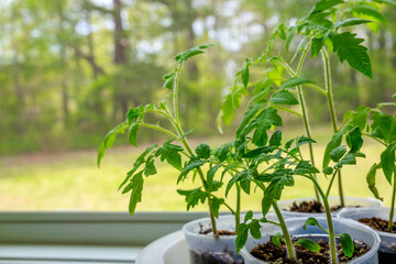 Tomato plant seedlings growing in plastic pot on the window.