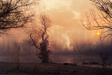 Creepy landscape showing misty dark swamp and forest in the autumn sunset	