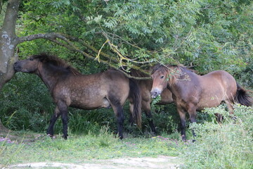 Brown horses in summer at White Cliffs of Dover, England Great Britain