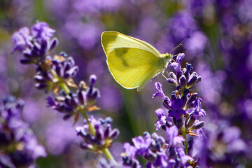 Yellow Butterfly on Lavender