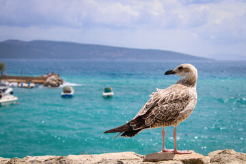 Seagull looking at the sea