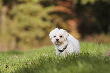 Cute Maltese Dog During Fall