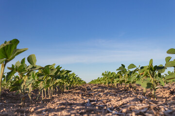 close up young soybean plantation in the field