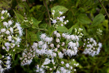 white flowers on a green background