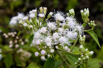 white flowers on a green background