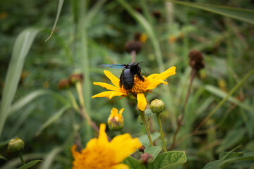 bee on yellow flower