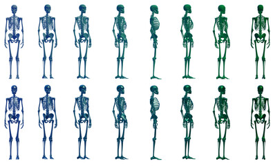 skull, human skeleton