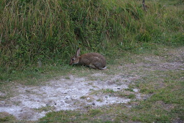 Young Lepus europaeus at White Cliffs of Dover, England Great Britain