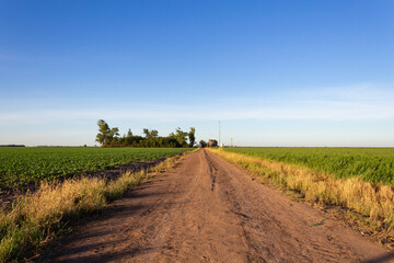 Fototapeta na wymiar Argentinian countryside landscape with soybean and alfalfa plantations