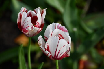 White and red tulips in a garden