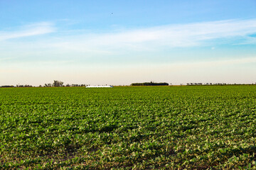 Fototapeta na wymiar Argentinian countryside landscape with soybean plantation