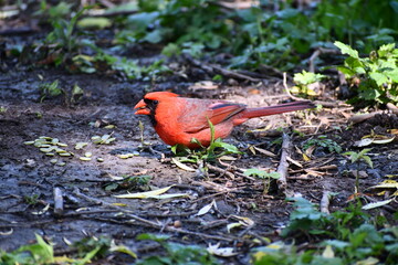 Shiny red male northern cardinal eating some seeds