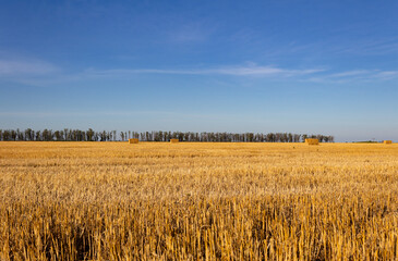 landscape of the argentinian countryside with bales of wheat