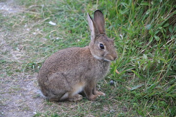 Young Lepus europaeus at White Cliffs of Dover, England Great Britain