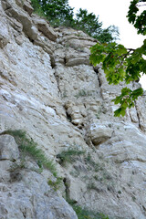 rocky mountain wall isolated with green tree on foreground, close-up